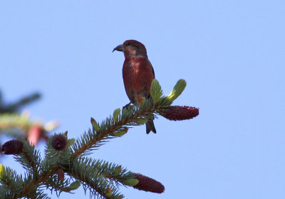 Red Crossbill