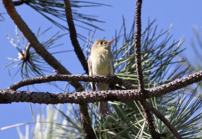 Cordilleran Flycatcher