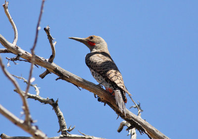 Northern (Red-shafted) Flicker