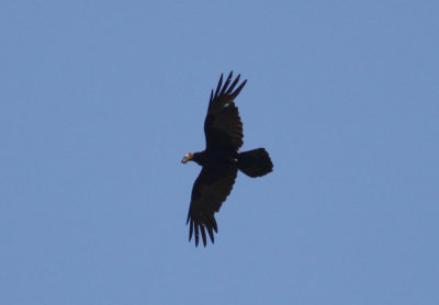 Common Raven