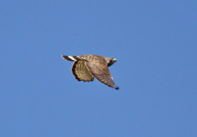 Broad-winged Hawk