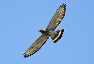 Broad-winged Hawk