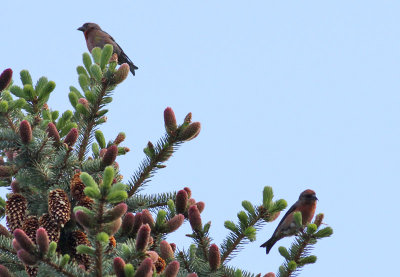 Red Crossbills