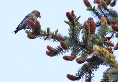 Red Crossbills