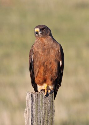 Swainson's Hawk