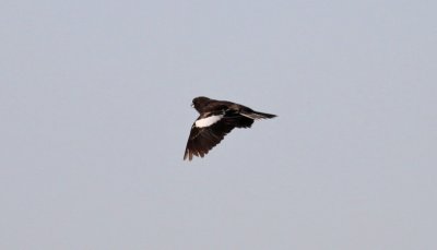 Lark Bunting