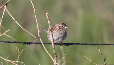 Cassin's Sparrow