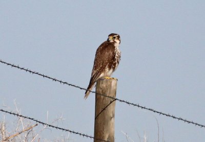 Prairie Falcon