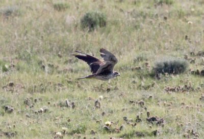 Prairie Falcon