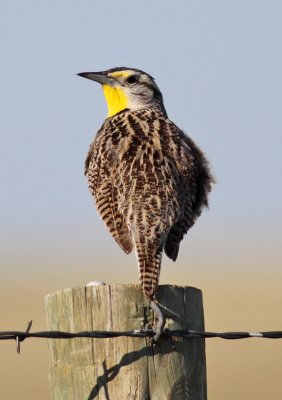 Western Meadowlark