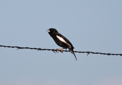 Lark Bunting