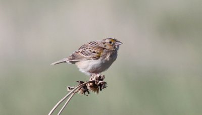 Grasshopper Sparrow