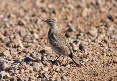 Horned Lark