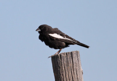 Lark Bunting