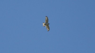 Ferruginous Hawk