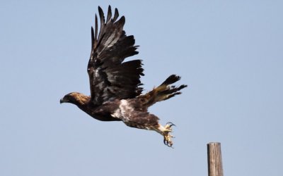 Golden Eagle