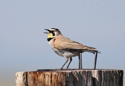 Horned Lark