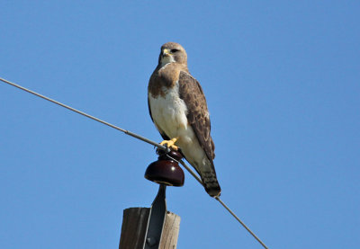 Swainson's Hawk