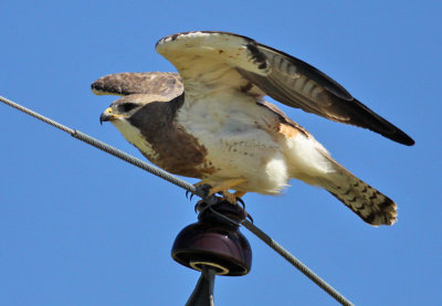 Swainson's Hawk
