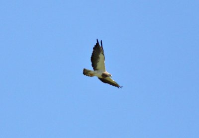 Swainson's Hawk