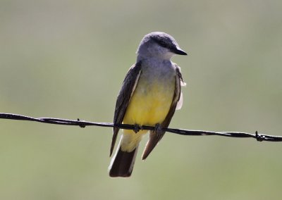Western Kingbird