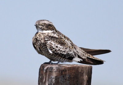 Common Nighthawk