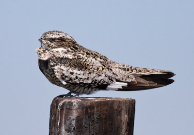 Common Nighthawk