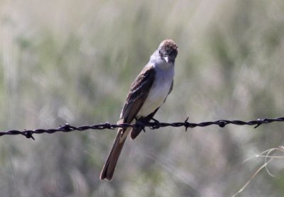 Ash-throated Flycatcher