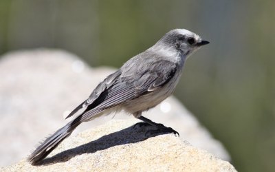 Gray Jay