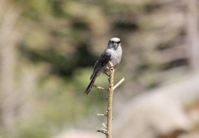 Gray Jay
