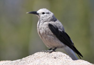 Clark's Nutcracker