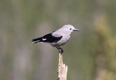 Clark's Nutcracker