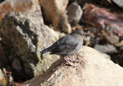 American Dipper