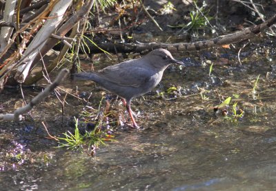 American Dipper
