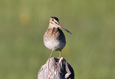 Wilson's Snipe