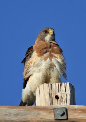 Swainson's Hawk