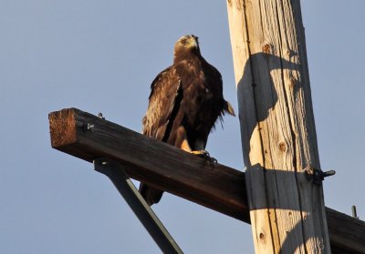 Golden Eagle
