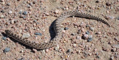 Prairie Hog-nosed Snake