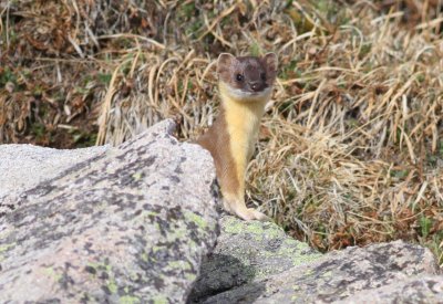 Long-tailed Weasel.