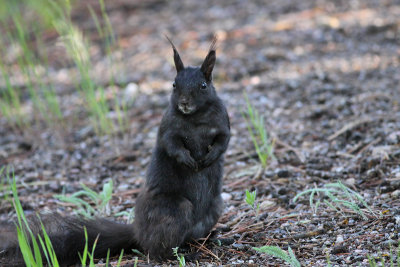 Abert's Squirrel