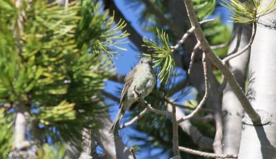 Dusky Flycatcher