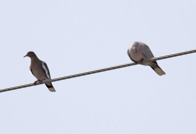 White-winged & Eurasian Collared Doves
