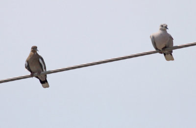 White-winged & Eurasian Collared Doves