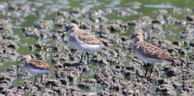 White-rumped, Pectoral, Least Sandpipers