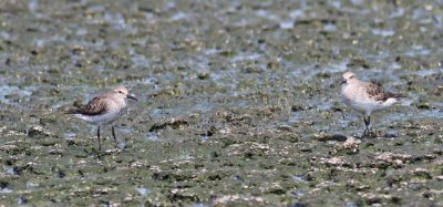 White-rumped Sandpipers