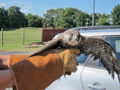 IMG_0997_Peregrine Falcon.jpg