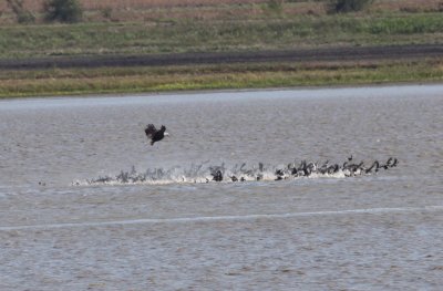 Bald Eagle attack on Coots