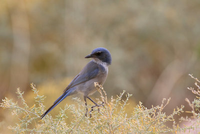 Western Scrub-Jay