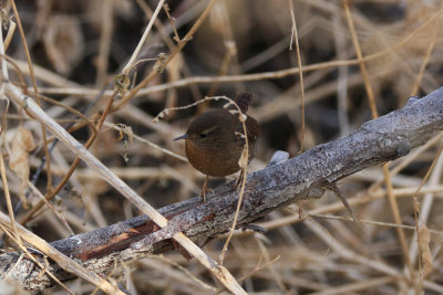 Pacific Wren