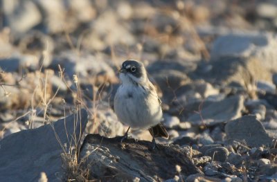 Sage Sparrow